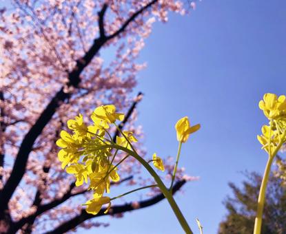 菜の花と桜 菜の花と桜の写真