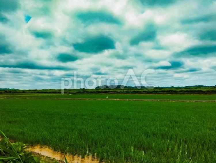 田んぼの地平線と白い鳥 シラサギ,田んぼ,田園の写真素材