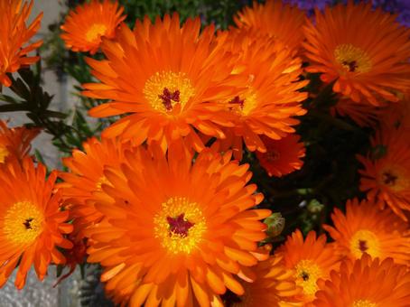 マツバギクの花 マツバギクの花の写真
