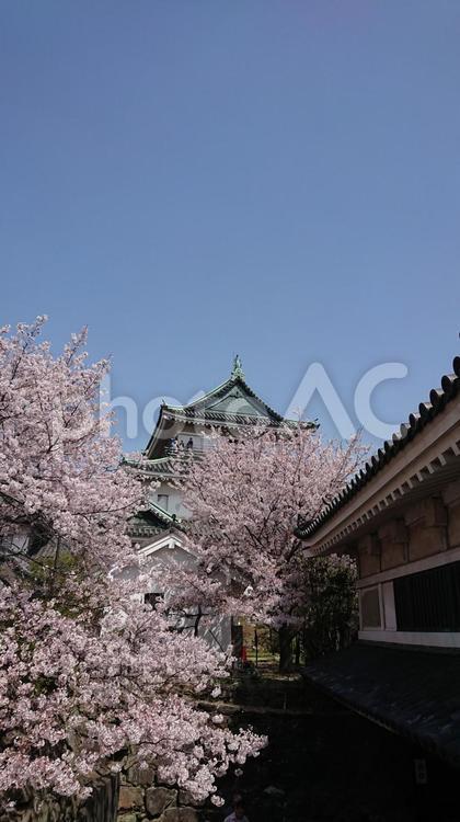 城と桜 春,美しい,背景の写真素材