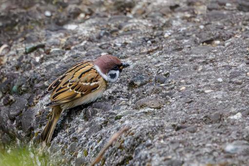スズメの若鳥(60) 鳥,スズメ,若鳥の写真素材