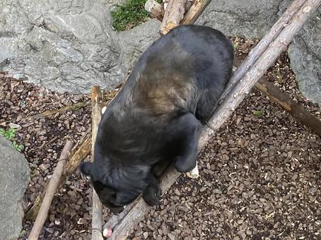 ツキノワグマ ツキノワグマ,ニホンツキノワグマ,夜行性の写真素材