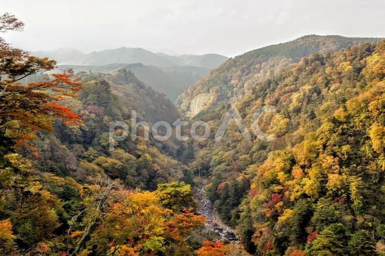 宮崎県綾町の照葉樹林 照葉樹林,広葉樹,森林の写真素材