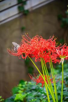 彼岸花と蝶 彼岸花,花,赤の写真素材