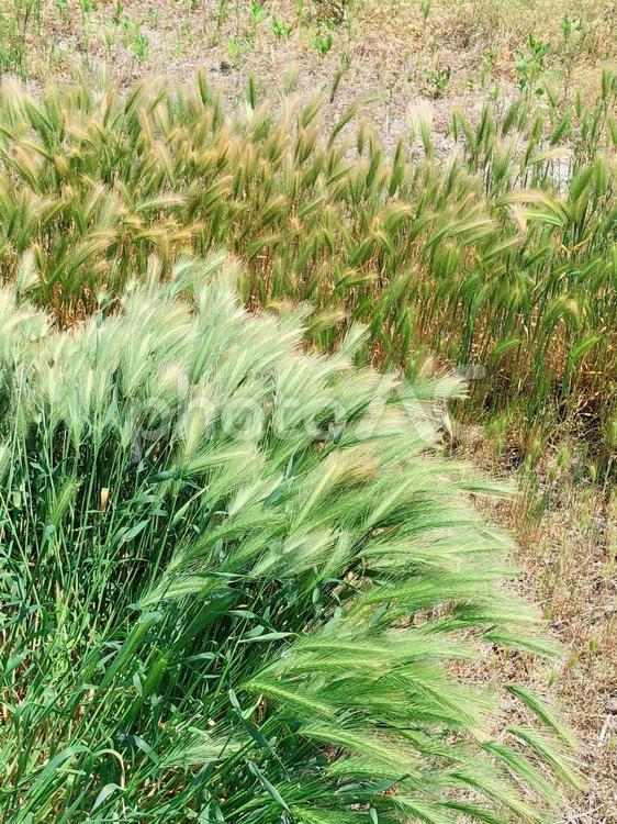 緑の草  草,緑,淡いの写真素材