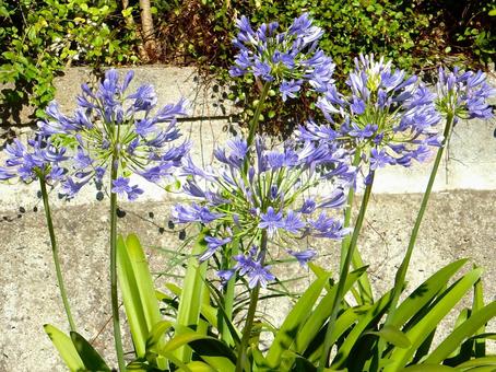 Photo, agapanthus, purple clam, blue, 