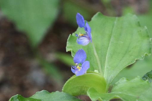 マルハツユクサ 植物,雑草,ツユクサの写真素材