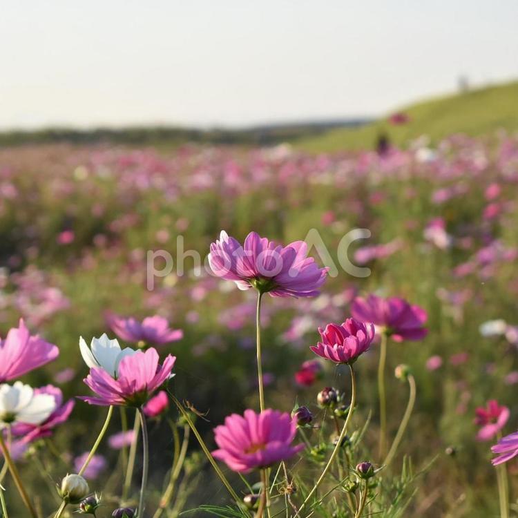 夕方のコスモス畑 コスモス,秋桜,秋の写真素材