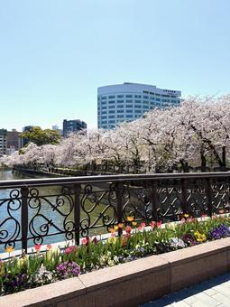 春に咲く色とりどりの花々と桜の木 春に咲く色とりどりの花々と桜の木 桜,花,カラフルの写真素材