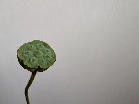 蓮の実 蓮の実 蓮,蓮の実,蓮肉の写真素材