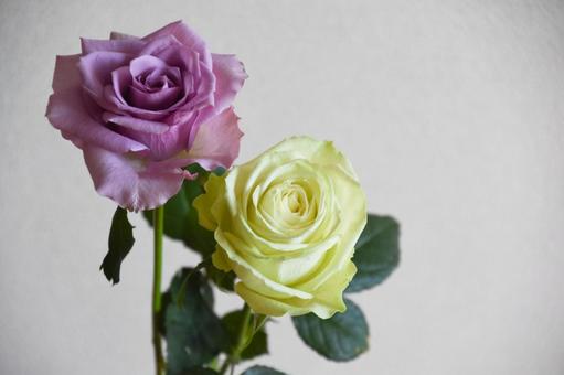 紫と緑のばら 紫と緑のばらの写真