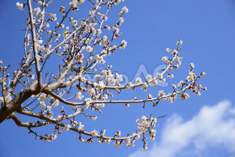 豊後梅の花 豊後梅,大分県花,大分県木の写真素材