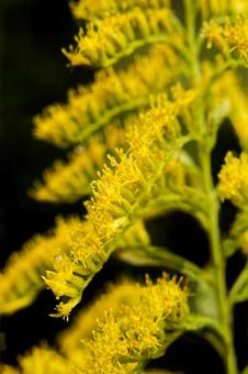 小さな黄色の花 小さな黄色の花の写真