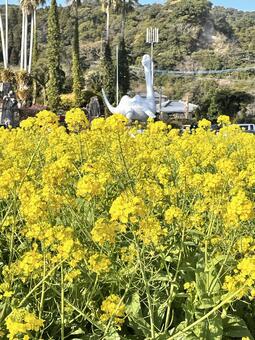 菜の花畑とイッシー 菜の花,イッシー,花畑の写真素材