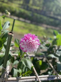 愛くるしいダリヤの写真