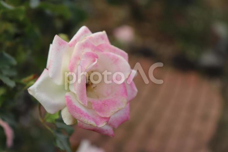 ピンクと白のカラフルなバラ、スターマイン 薔薇,スターマイン,植物の写真素材