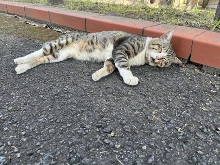 暑さで伸びる野良猫1 暑さで伸びる野良猫1の写真