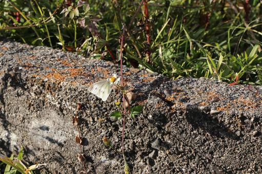 花に止まるモンシロチョウ8 ちょうちょ,蝶,花の写真素材