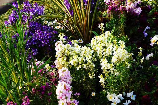 色とりどりの花畑 花,カラフル,春の写真素材
