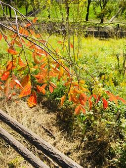 Fall trail, walking path, autumn, natural, JPG