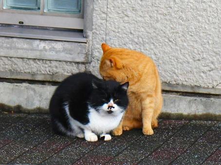日本の猫 日本の猫の写真