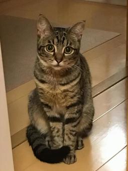 Sitting cat, JPG Sitting cat, JPG