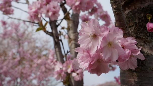 桜の花 桜の花の写真