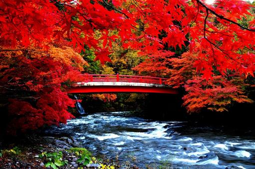 もみじと渓流のコラボレーション 秋,行楽,紅葉の写真素材