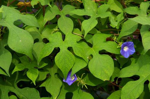アメリカアサガオ アメリカアサガオ,亜米利加朝顔,裂葉牽牛の写真素材