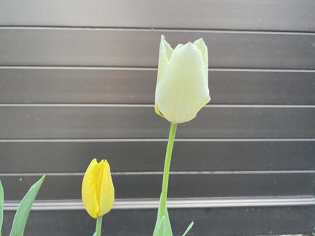 2本のチューリップ 2本のチューリップの写真