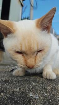 かわいい かわいいの写真