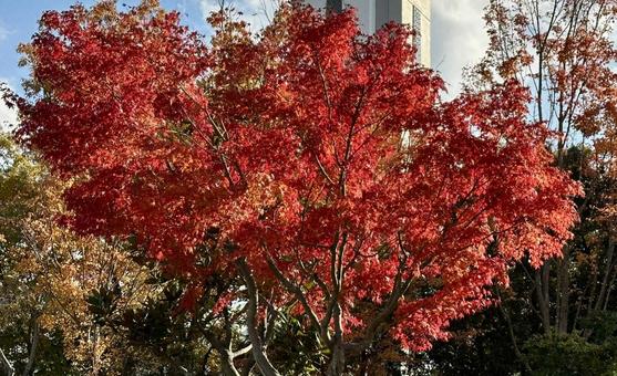 紅葉 紅葉の写真