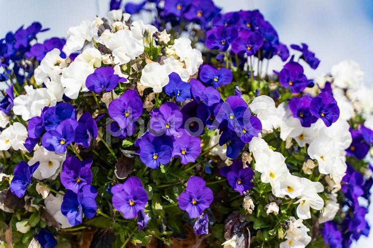紫と白のビオラの花畑② ビオラ,花,パンジーの写真素材