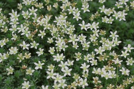 満開の白い花びらのシコタンハコベの花畑 満開の白い花びらのシコタンハコベの花畑 満開,白い,花びらの写真素材