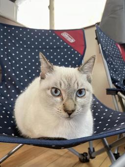 椅子に座る猫 椅子に座る猫 保護猫,ブルーアイ,猫の写真素材