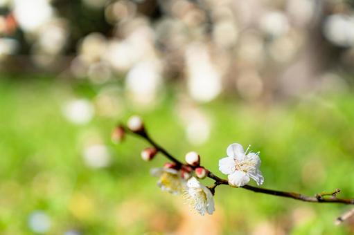 梅の花びら 梅,花,早春の写真素材