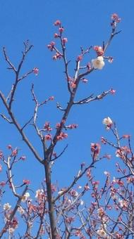 Photo, plum, plum blossom, plum tree, 