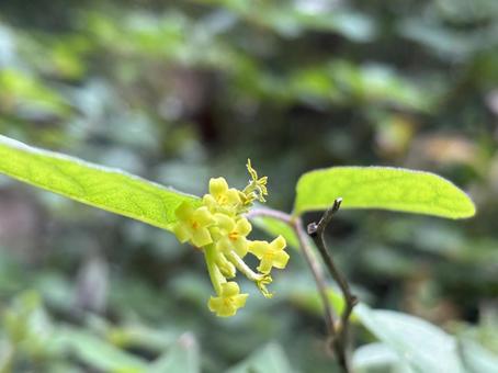 Photo, gampi, anhangshan, ishikawa prefecture, 
