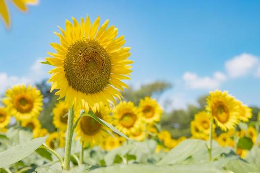 ひまわり ひまわりの写真