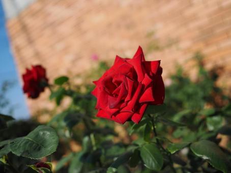 ばら園の赤い薔薇を撮った写真です ばら園の赤い薔薇を撮った写真ですの写真