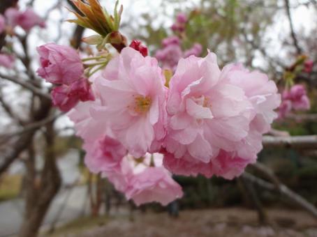 Photo, flower, pink, landscape, 