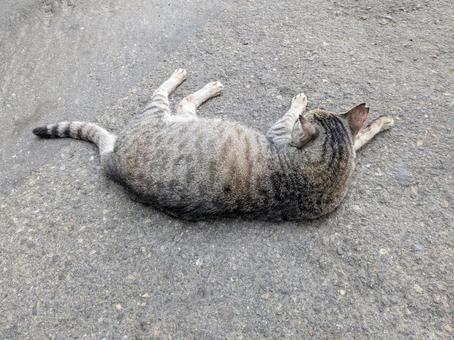 猫が落ちてる…… 猫が落ちてる……の写真