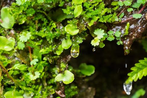 苔と雫 苔と雫 苔,こけ,雫の写真素材