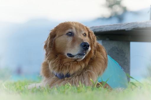 公園のワンコ（ゴールデン） 犬,ゴールデン,ゴールデンレトリバーの写真素材