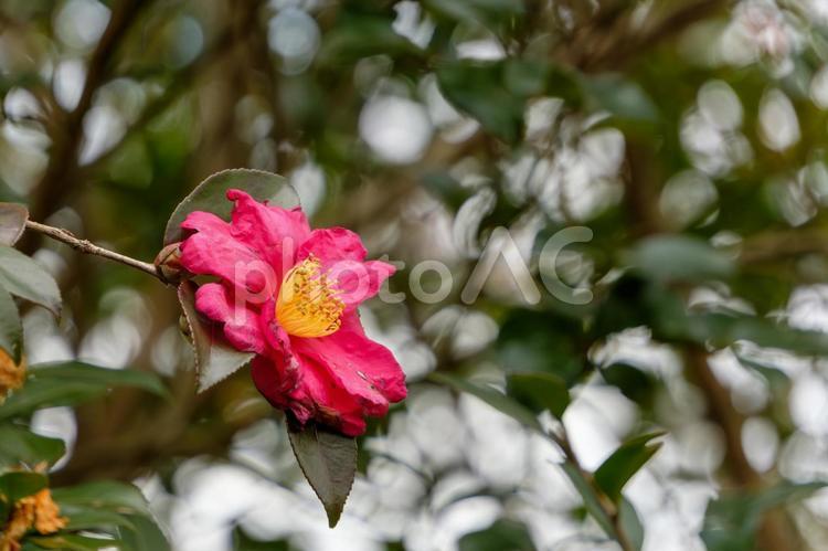鮮やかに咲く椿の花 椿,花,花びらの写真素材