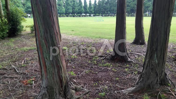 木々の向こうに見えるサッカーゴール 木,木々,芝生の写真素材
