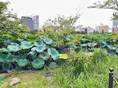 上野公園 東京都台東上野 蓮 上野公園 東京都台東上野 蓮 公園,公共,上野公園の写真素材