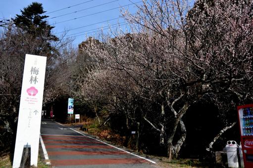 筑波山梅林 筑波山梅林の写真