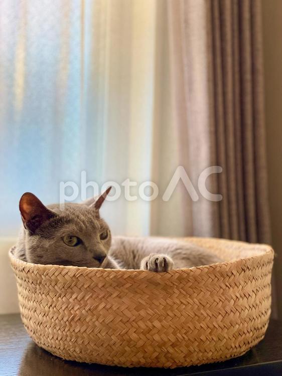 かごの中の猫 猫,ロシアンブルー,かごの写真素材