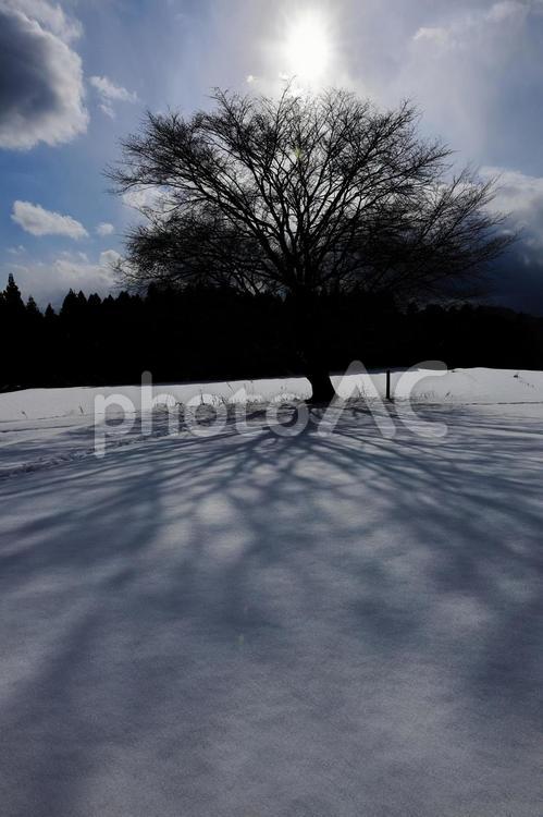 雪の田住の一本桜 風景,空,背景の写真素材
